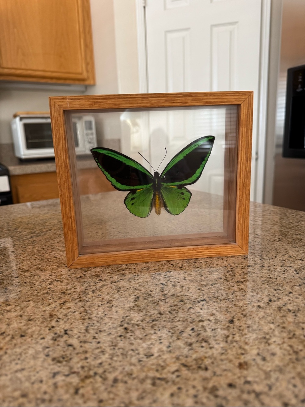 Framed Butterfly Taxidermy Ornithoptera priamus poseidon New Guinea box frame